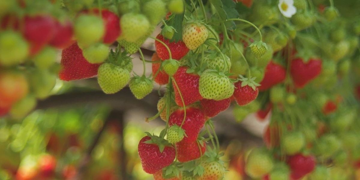 BarraBerries Barra Castle Berries Pick Your Own Berries