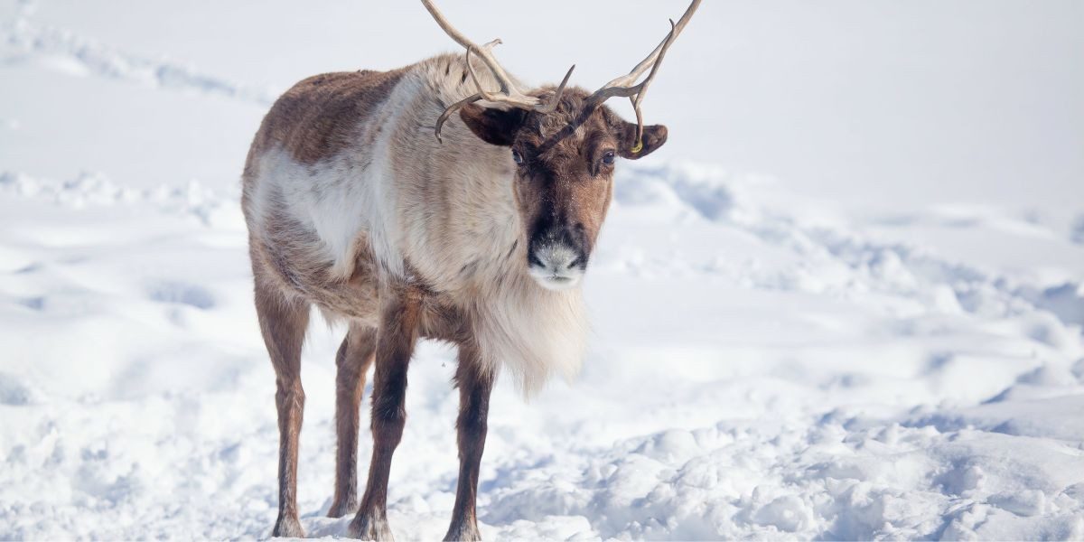 Cairngorm Reindeer Herd